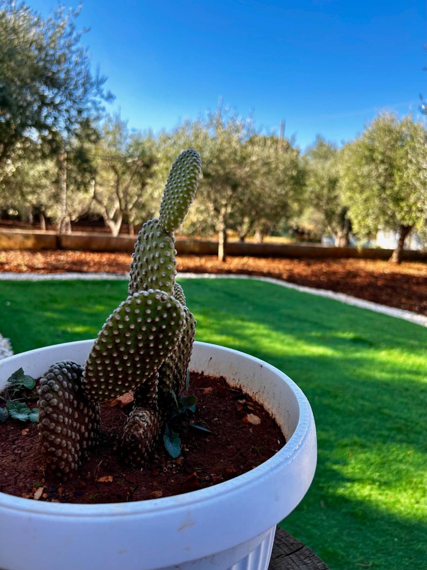 Villa Amorina Ostuni Eksteriør billede